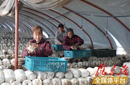 鎮(zhèn)原縣平泉鎮(zhèn)：蘑菇撐起“致富傘” 