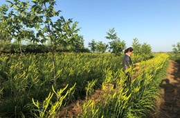 鎮(zhèn)原縣新集鎮(zhèn)吳塬村：發(fā)展黃花菜產(chǎn)業(yè) 帶動(dòng)群眾增收致富